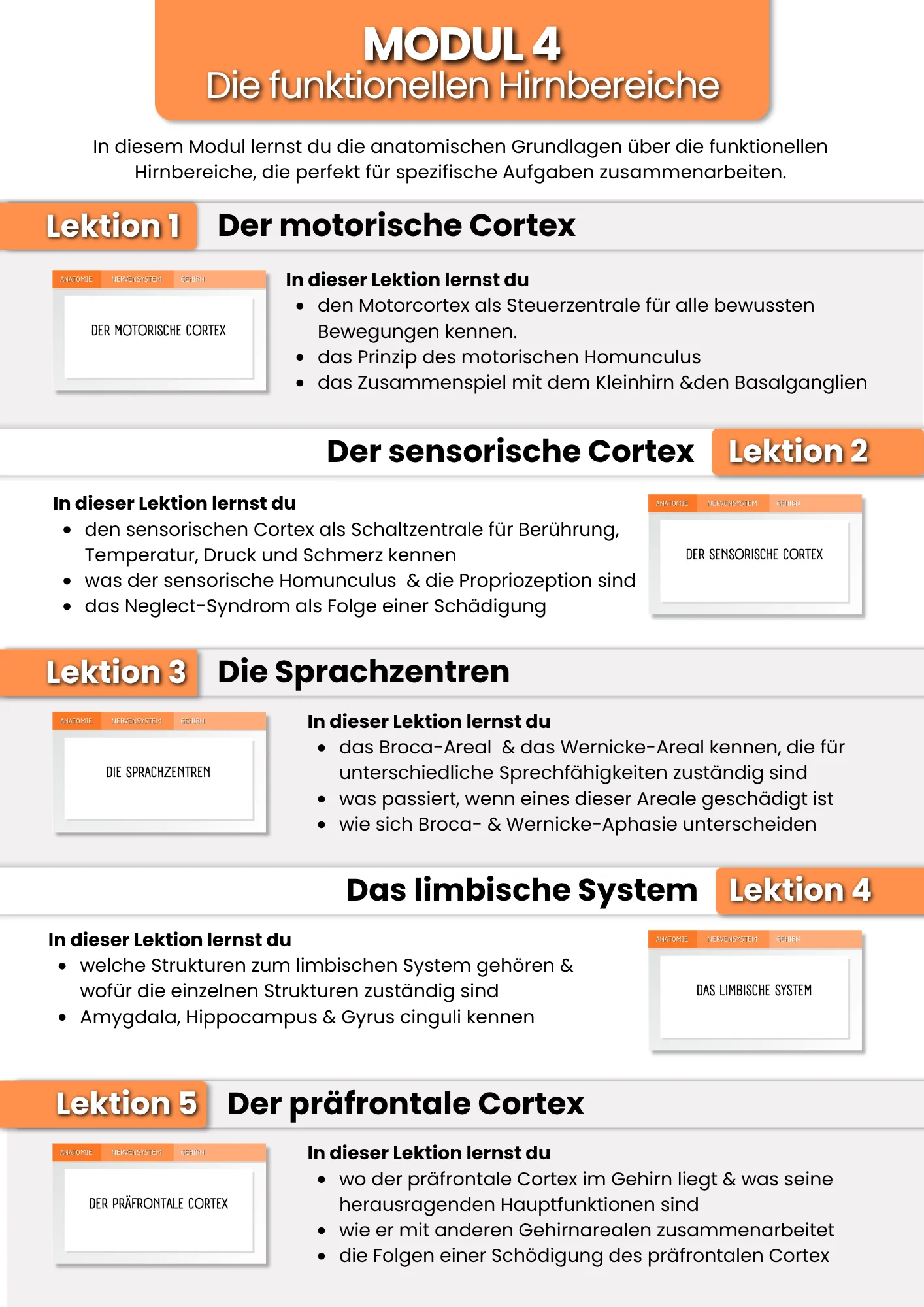 Das Gehirn | der Grundlagenkurs product image (6)
