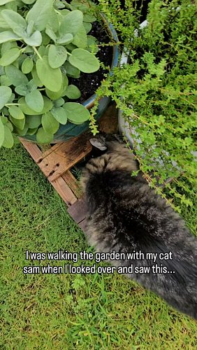 Every morning I walk the garden with my cats and this time Sam led me right to one of my Black Swallowtail caterpillars alrea...