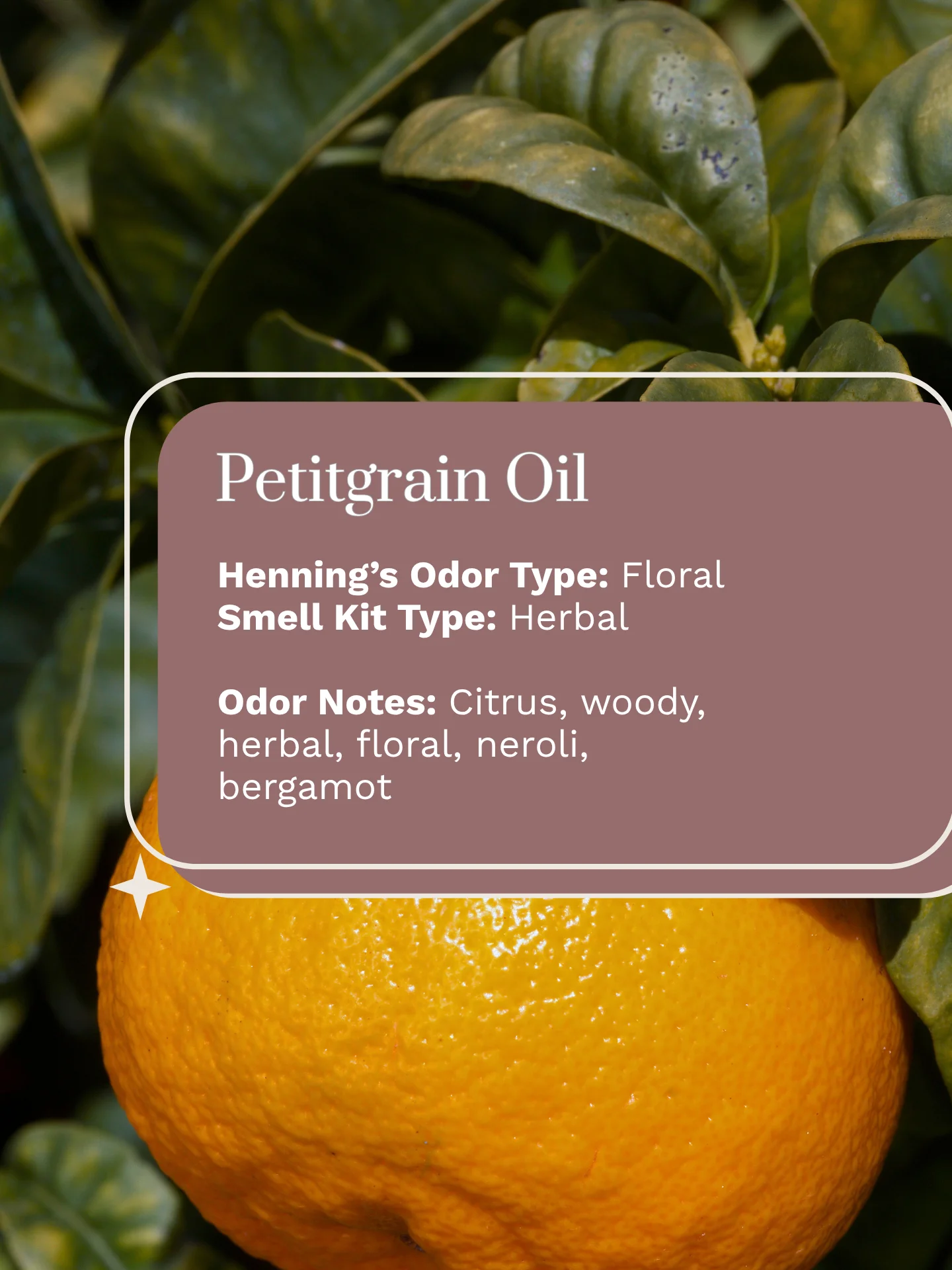 Olfaria Smell Training Kit | Set 2 | 5 Single-Note Essential Oils | Olfactory Training / Smell Loss product image (2)