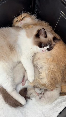 I haven't seen Penny actually nurse the kittens. She just cuddles them 🤍