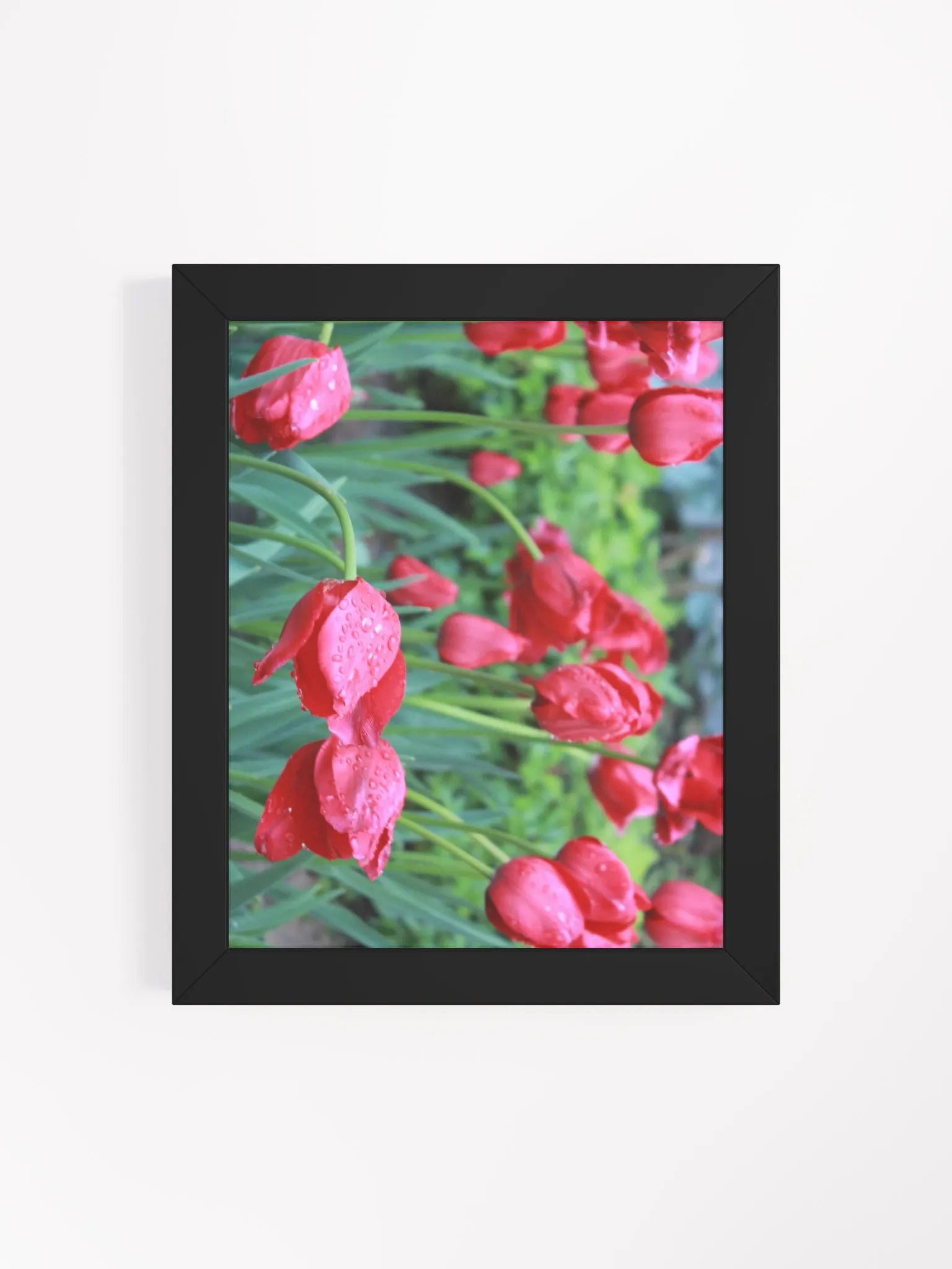 Tulips product image (8)