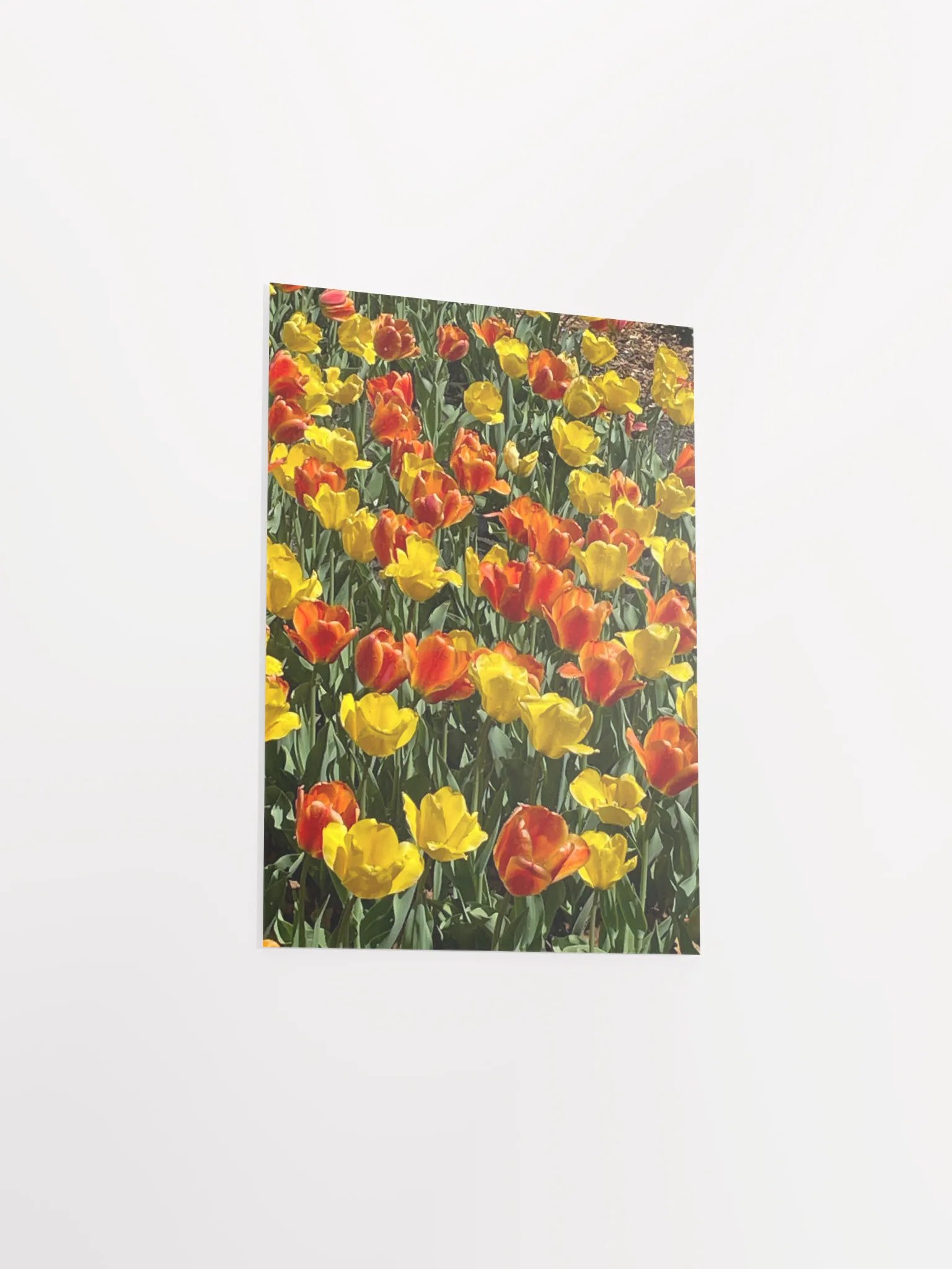 Spring Tulips product image (3)