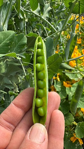 It’s pea season at Bidwell Canyon Farm! Farm shop open now for pickup and delivery options in Bidwell, Cedarville, and Altura...