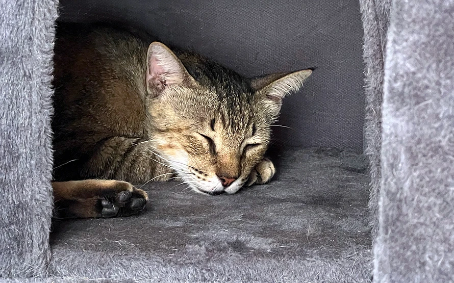 Palmetto sleeping in his new home