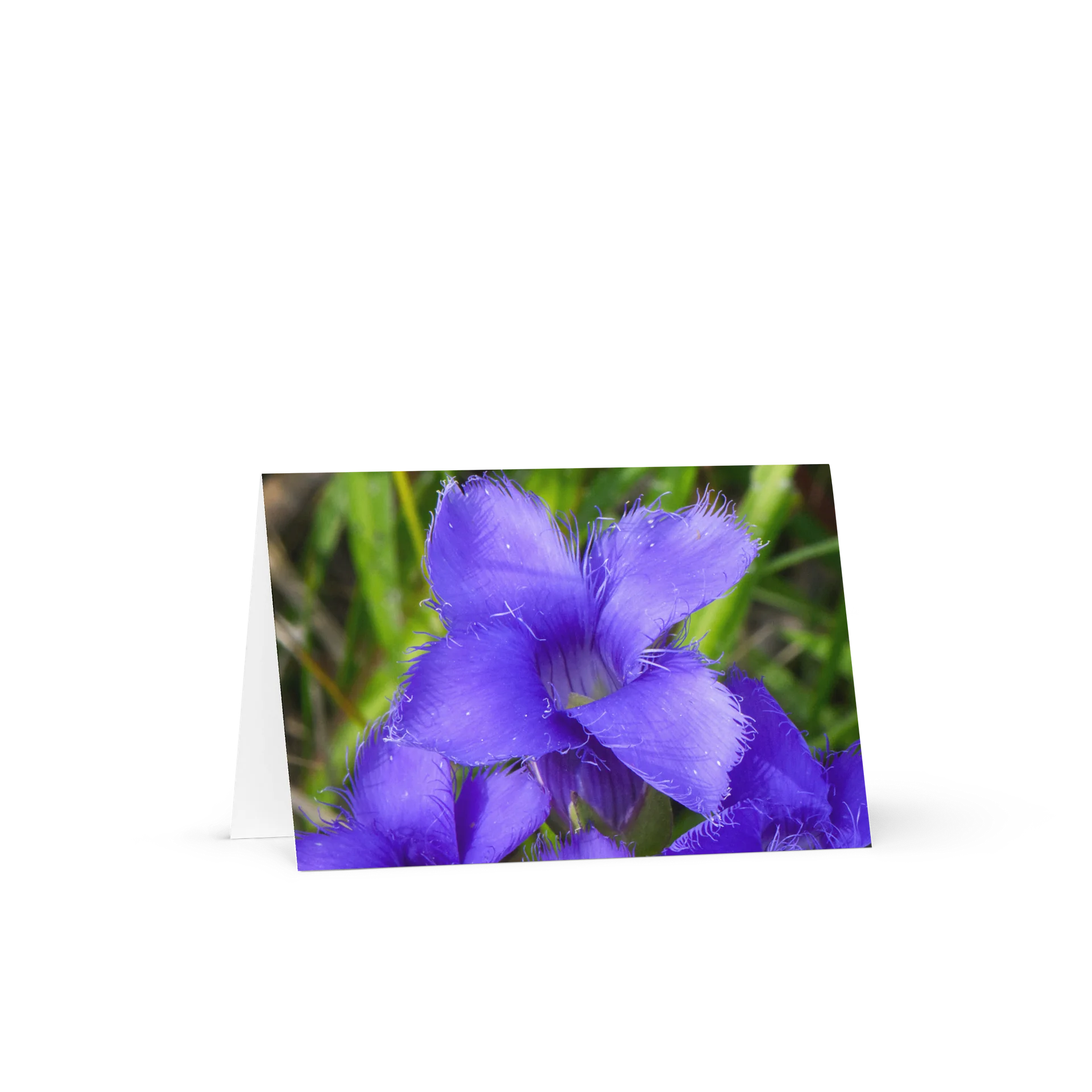 "Fringed Gentian" (Blank Card) product image (1)