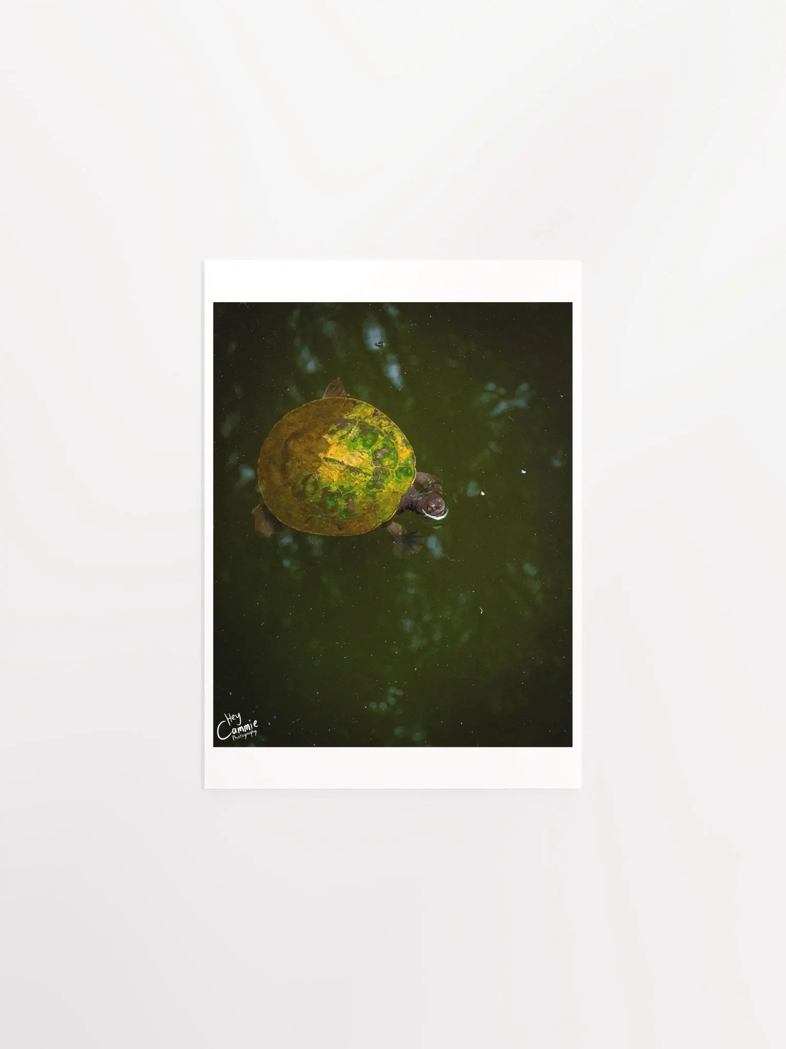 The Turtle Pond - Print product image (1)