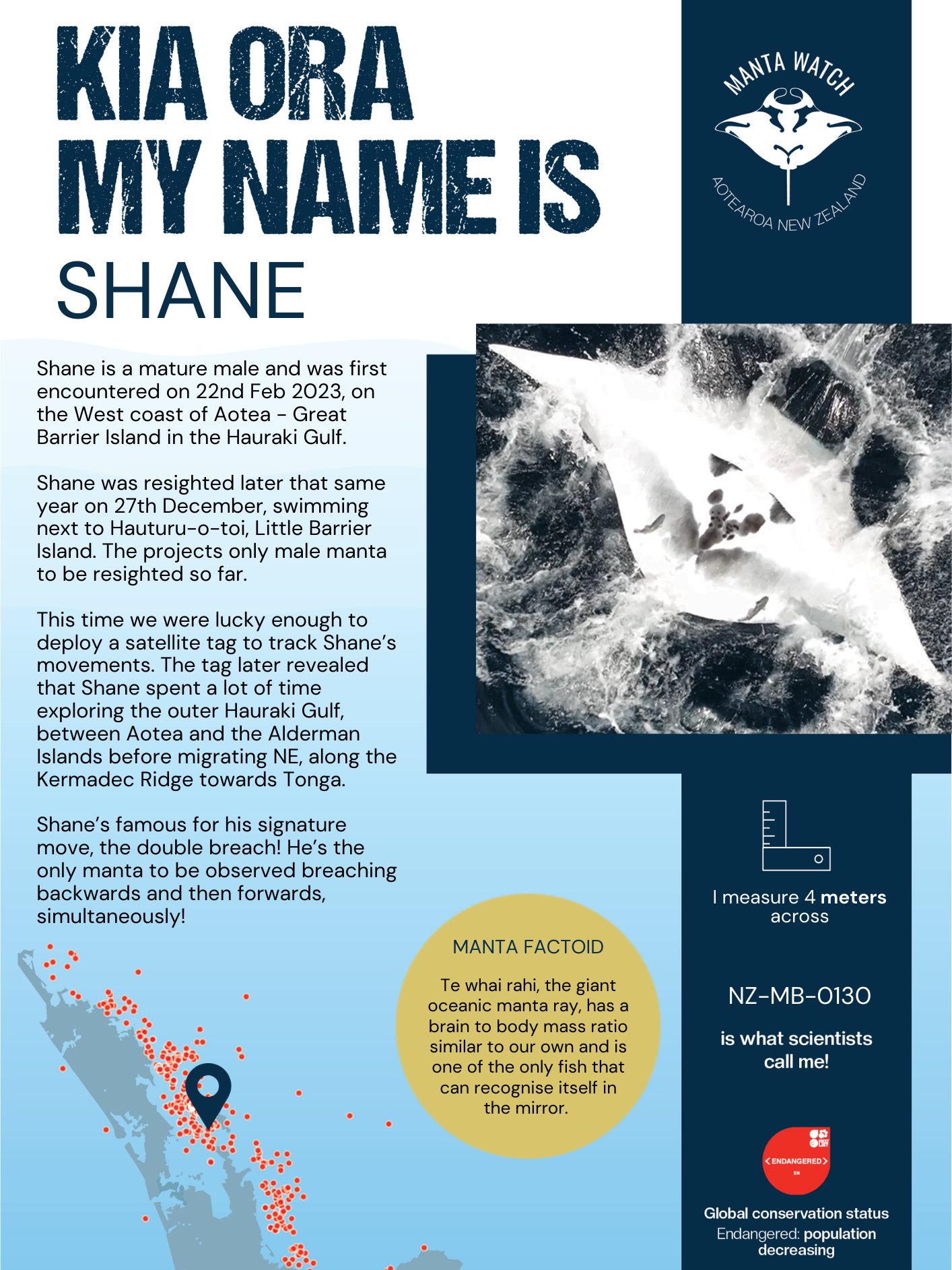 Shane - Adopt A Manta Pack product image (1)