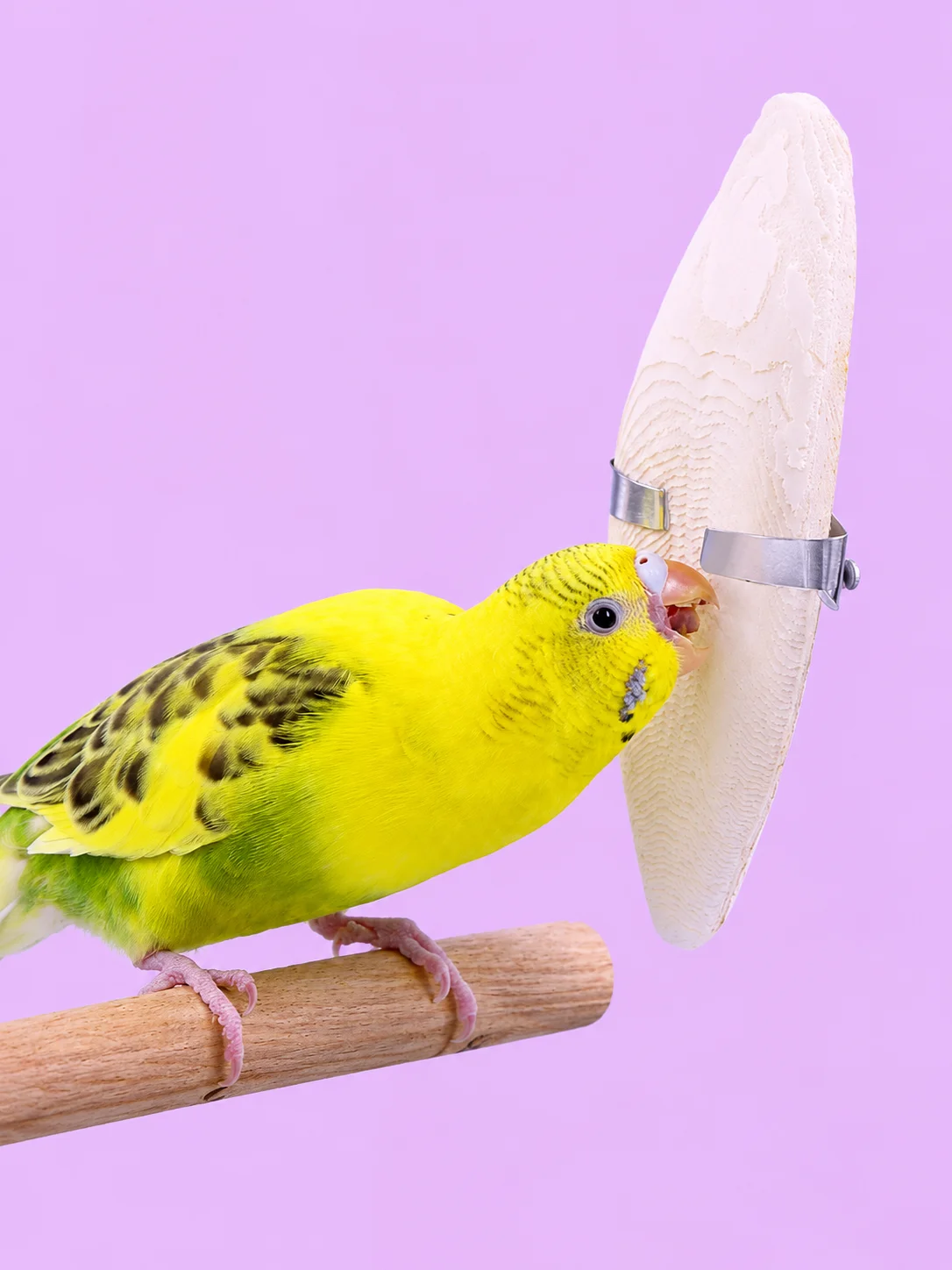 Cuttlebone product image (3)