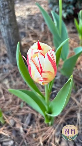 Is it me or is anyone else feeling more rejuvenated the closer we get to spring? I also feel myself being more and more inspi...