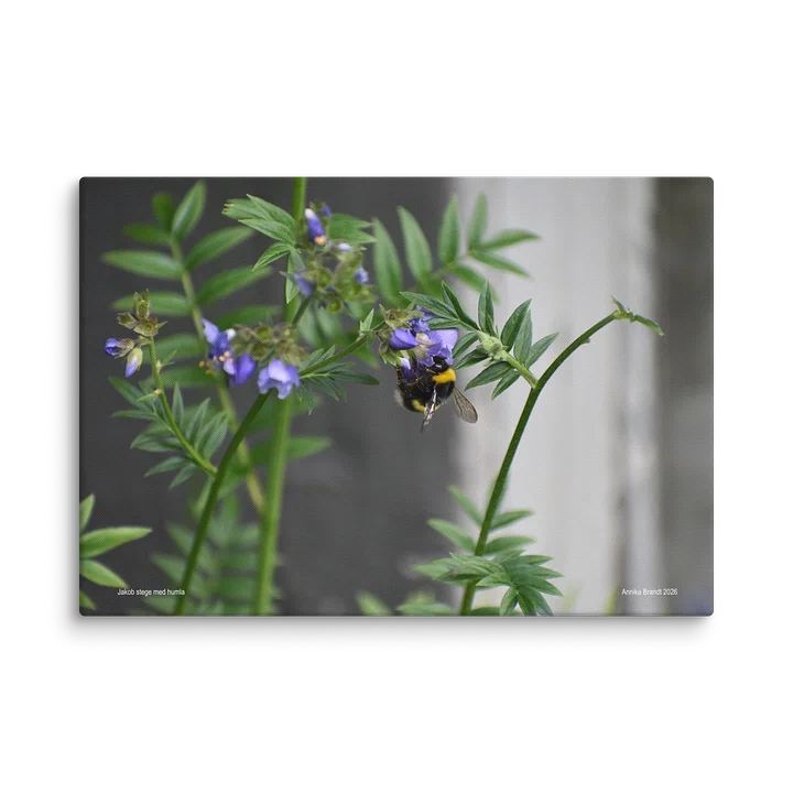 Canvas: Jakobs stege med humla product image (1)