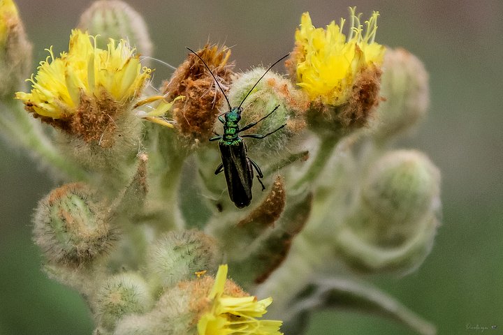 Fine Art – The Emerald Wanderer & the Golden Bloom product image (1)