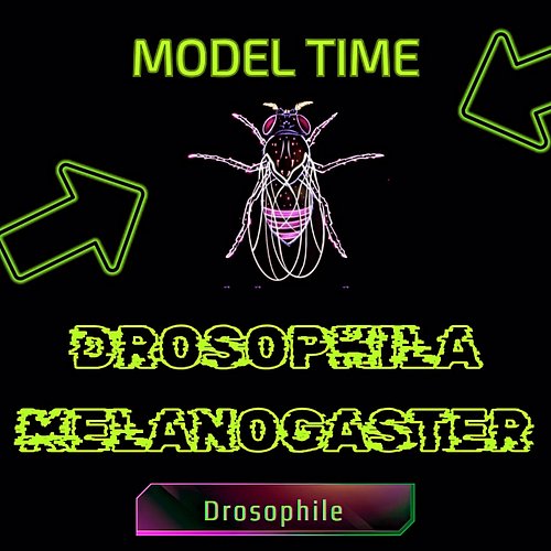Model tiiiiiiiime 🤘 #biology #biologie #science #nature #insect #arthropod