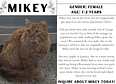 Cat's tag thumbnail