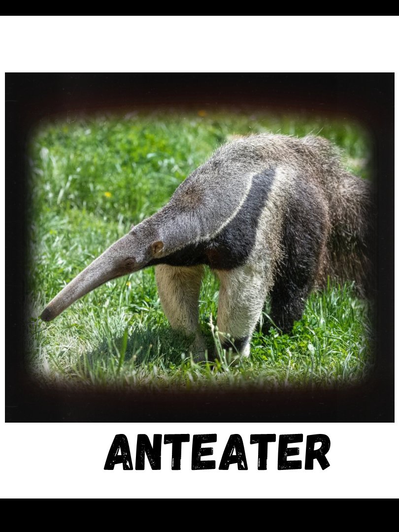 Commonly Confused Animals product image (10)