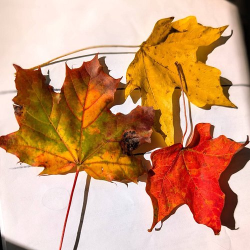 🎃 found some cool leaves today