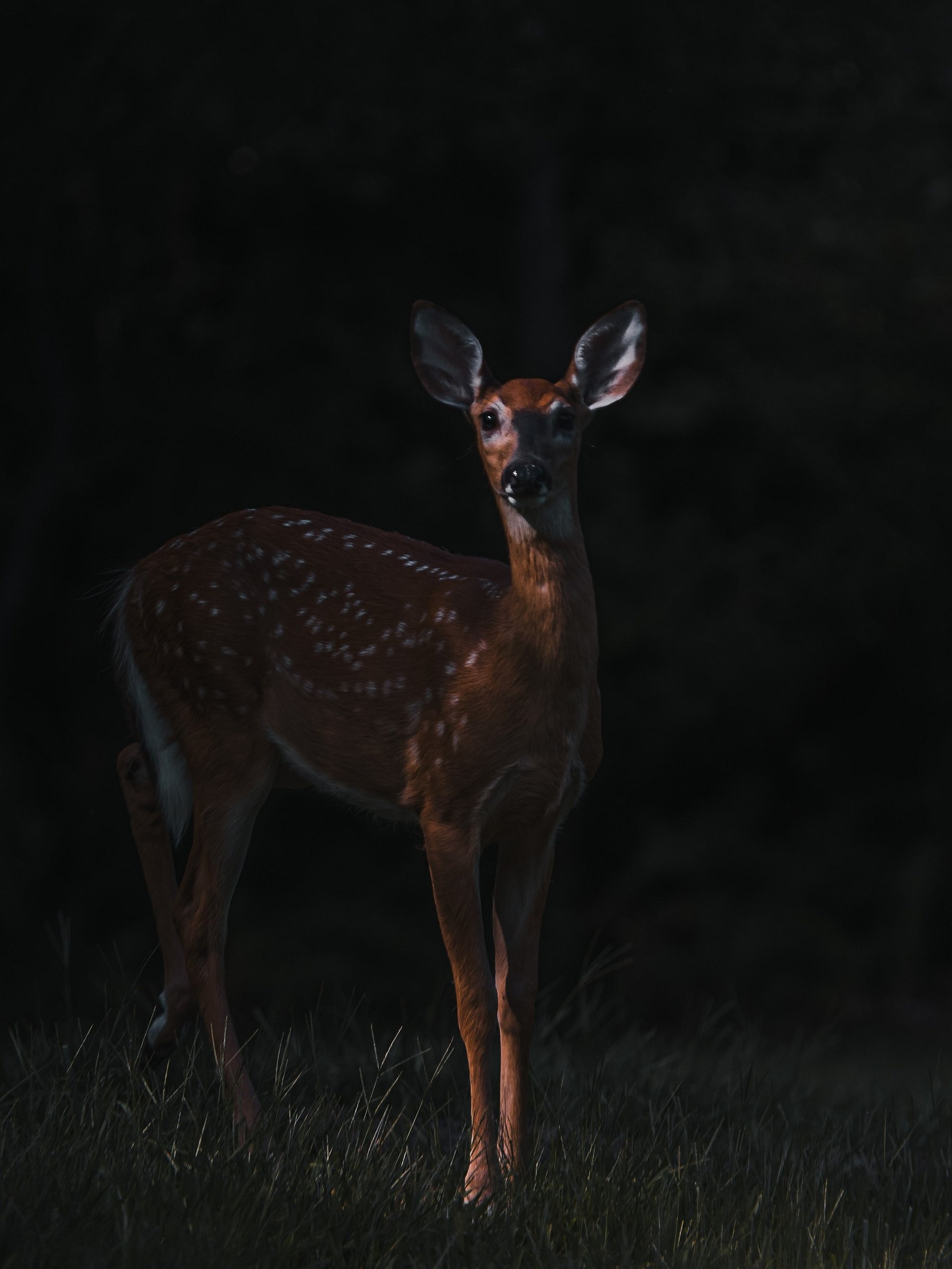 Baby Deer Moody product image (1)
