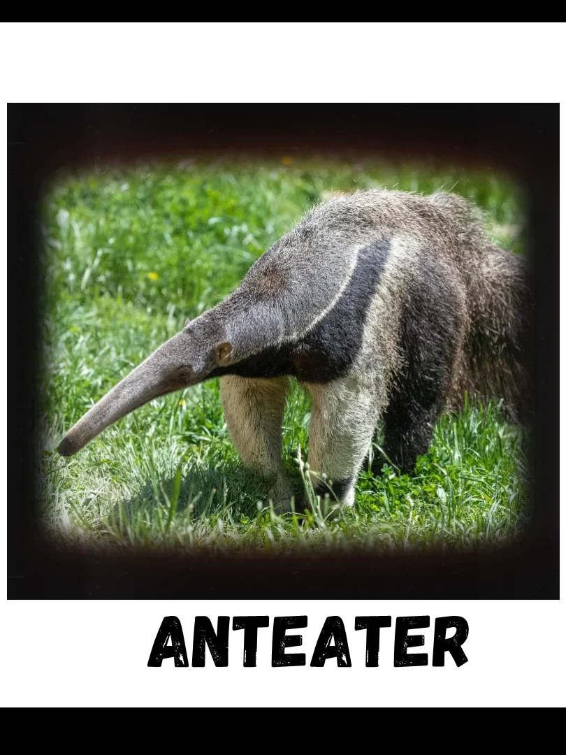 Commonly Confused Animals product image (10)