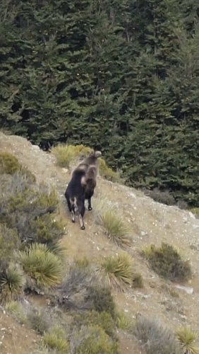 When you take the cuzzy bro hunting down south 🤣🏔

Credit to: @ridge.to.reefnz

🎥 @lennonbright

#tahr #hunting #tahrhunting ...
