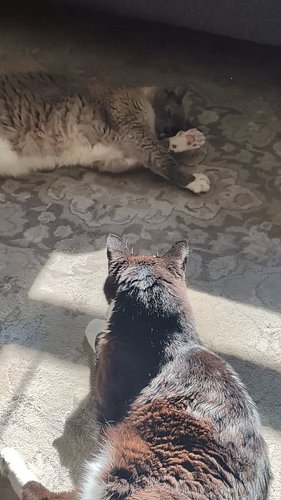 Stretches and belly floof! 

#purrlates #stretching #romeo #archie #adoptdontshop