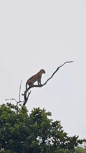 Look at this #leopard, what a gutsy move to get a better view in search of prey in #krugernationalpark seen with @pksafaris 
...