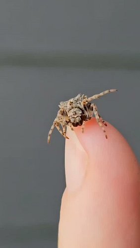 This is a Star-bellied Orb Weaver 🕷️

I found this one while deadheading a few spent zinnia blooms to push out more flowers. ...