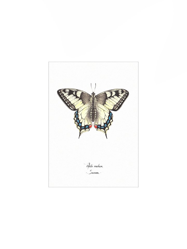 Papilio Machaon • Print product image (2)