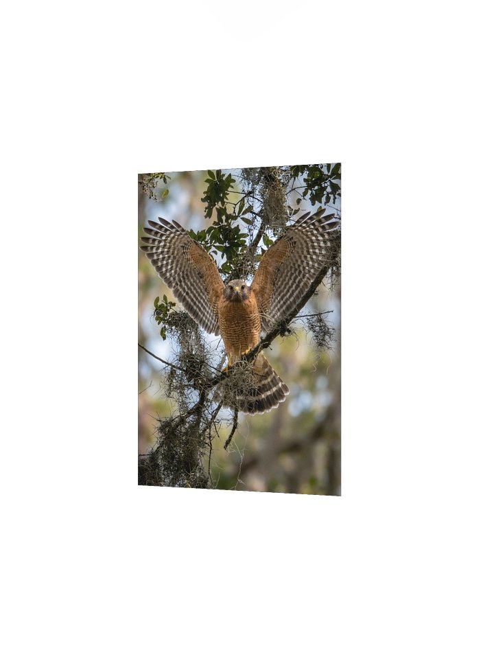 Red-Shouldered Hawk Wing Spread product image (2)
