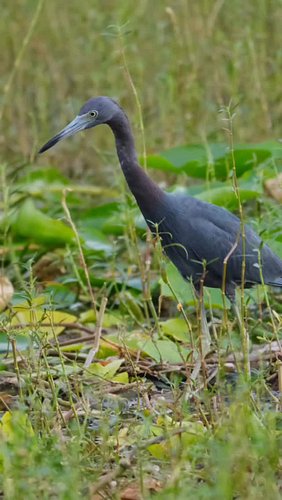 Elegance in the Marsh. Little Blue Heron of Florida. #robinmehdee #floridian #floridabirdlover #littleblueheron