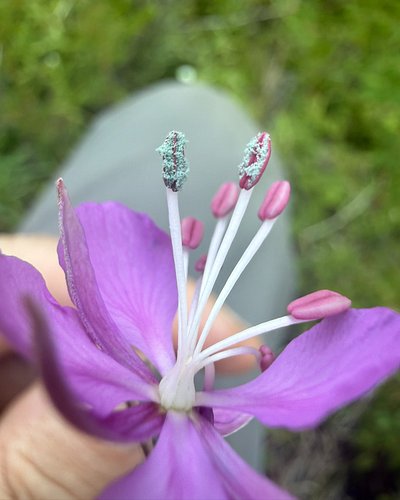 Chamaenerion angustifolium (Chamerion angustifolium in the Jepson), Fireweed, in the Onagraceae, the Evening Primrose family,...