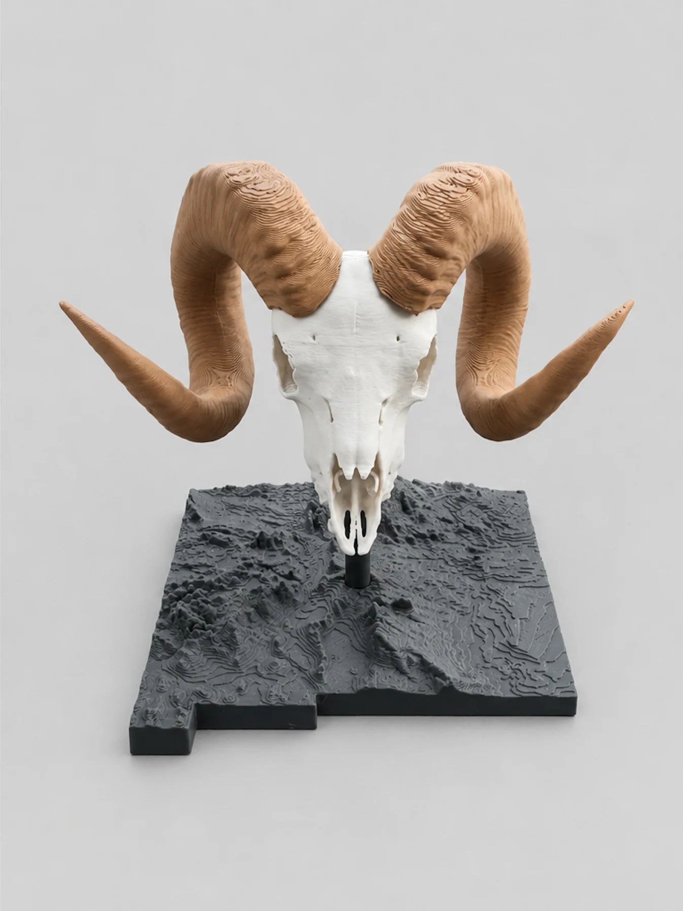 Bighorn Sheep Euro Mount product image (1)