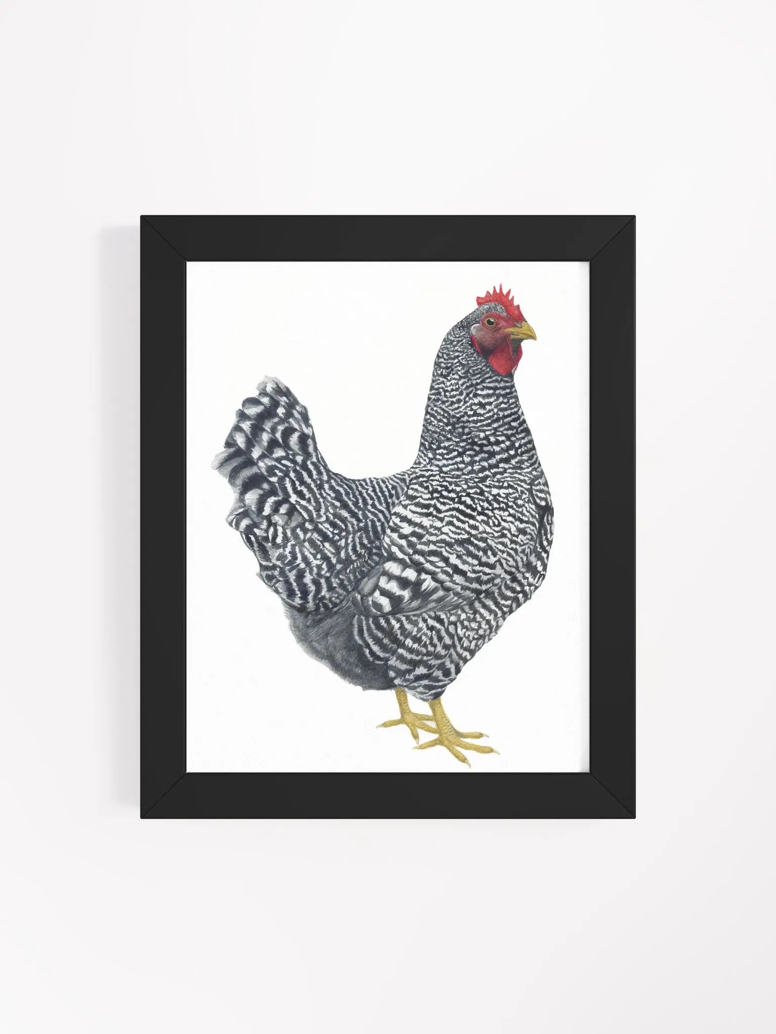 Plymouth Rock Chicken - framed print product image (28)