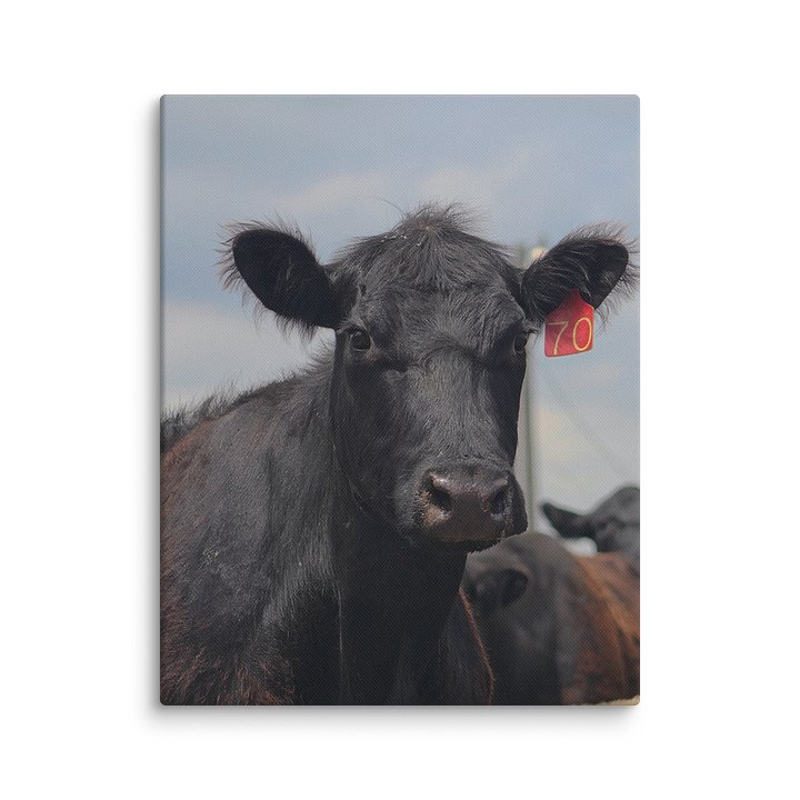 A Little Fuzzy Canvas Print product image (1)