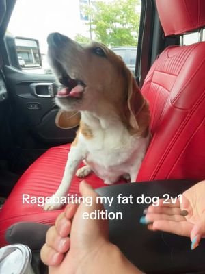 Bro cant handle the extra hand 😂 #dog #funny #viral 
