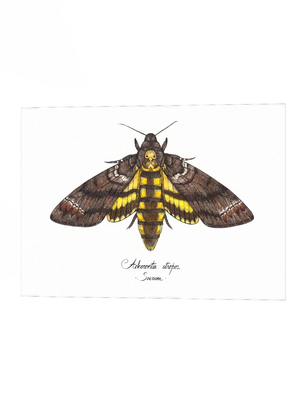 Acherontia Atropos • Print product image (3)