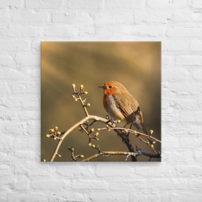 Golden hour Robin Bird Canvas product image (3)