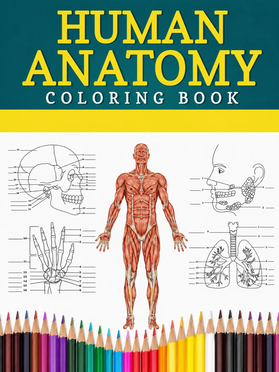 Human Anatomy Coloring Book product image (1)