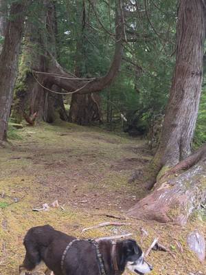 Hidden Cove. Prince of Wales Island Alaska