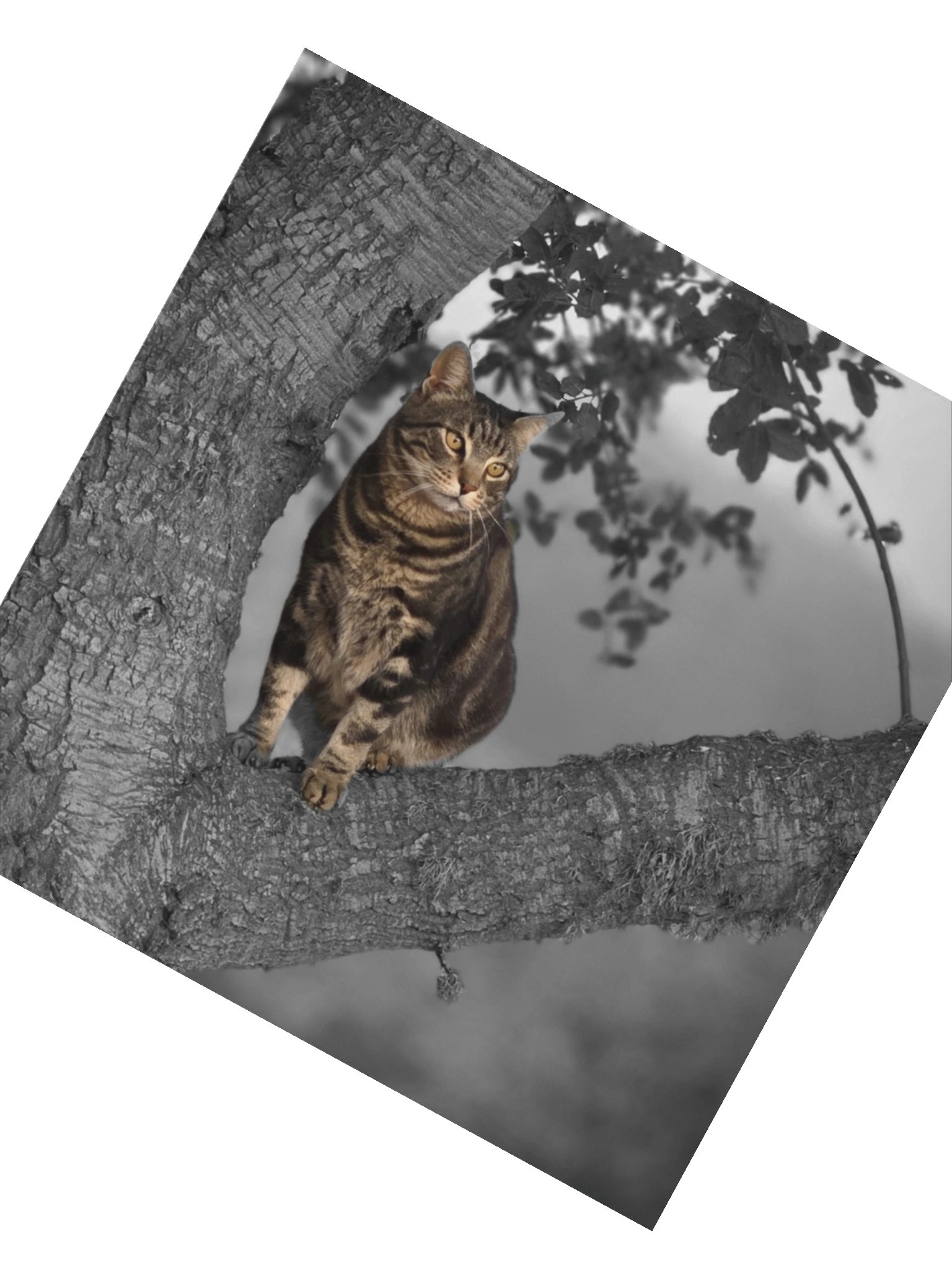 Whiskered Wanderlust Sticker product image (2)