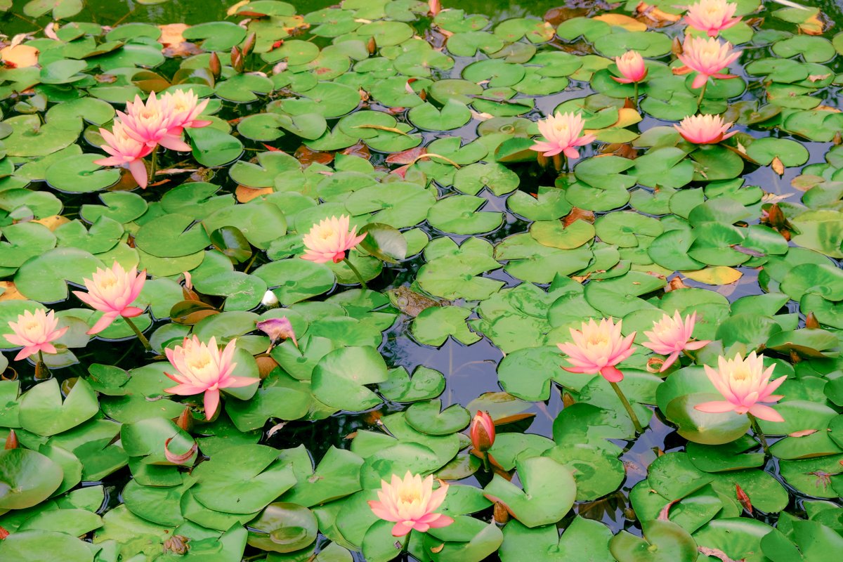 Water Lily Garden Print product image (3)