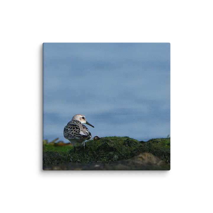 Pectoral Sandpiper Looking Over Shoulder product image (19)