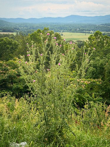 June ended with a road trip down the mountain ridge with beautiful views. We also found a thriving wineberry bush in our yard...