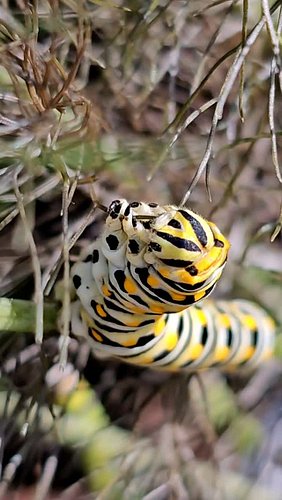 My black swallowtail caterpillar munching fennel + this nom nom audio = 🤣🥹😍

I could not stop giggling at this one. Three cli...