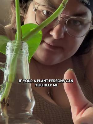 If you are a plant person can you help me??? I stole this clipping from my fiancé’s grandmas BEAUTIFUL plant and now IDK how to keep it alive, please send help please!!!  #plant #garden #sendhelp