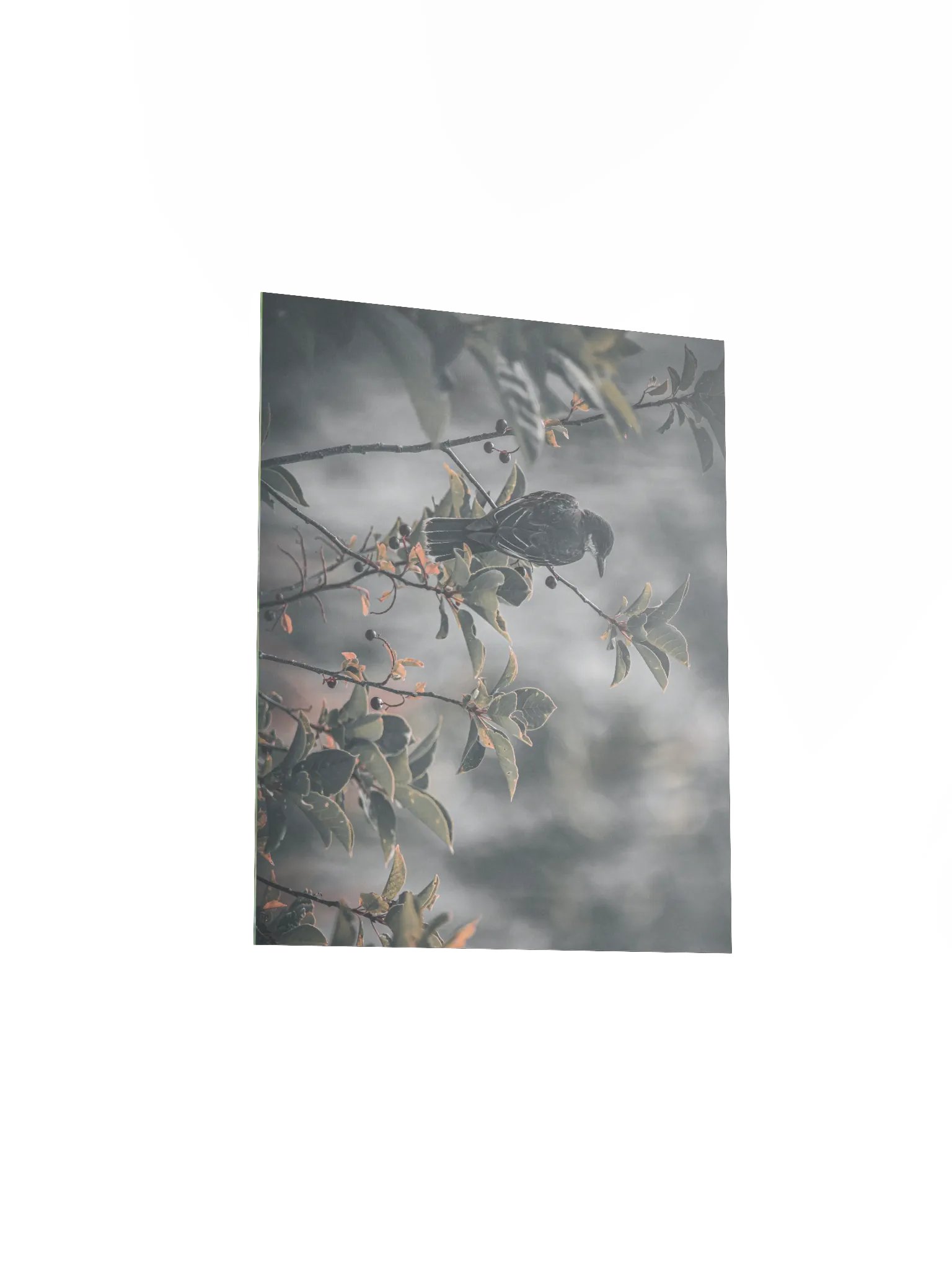 Eastern Kingbird Poster product image (3)