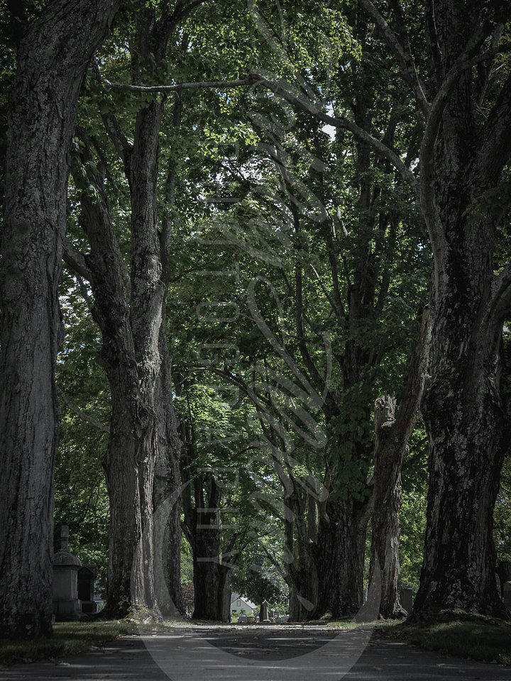 Tree-Lined Serenity - Canvas product image (1)