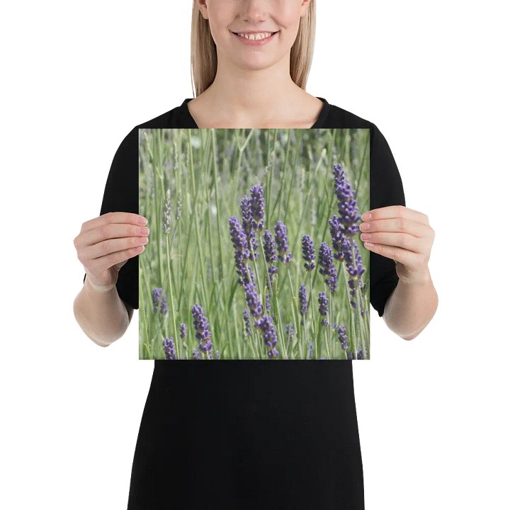 Field of Lavender product image (2)