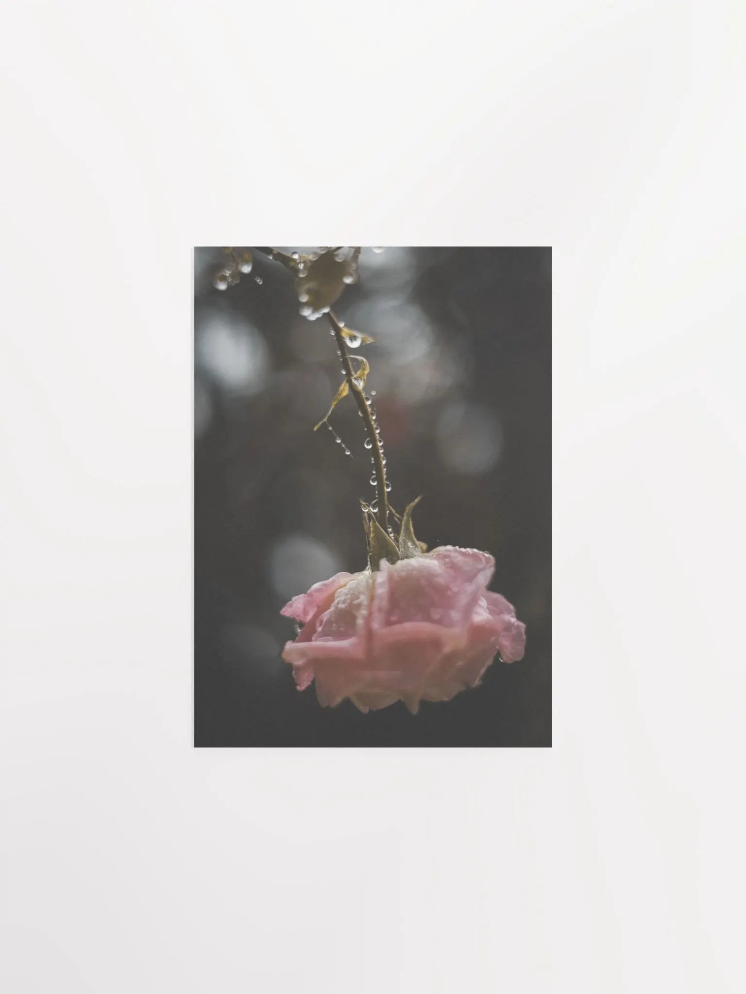 Morning Rose product image (2)