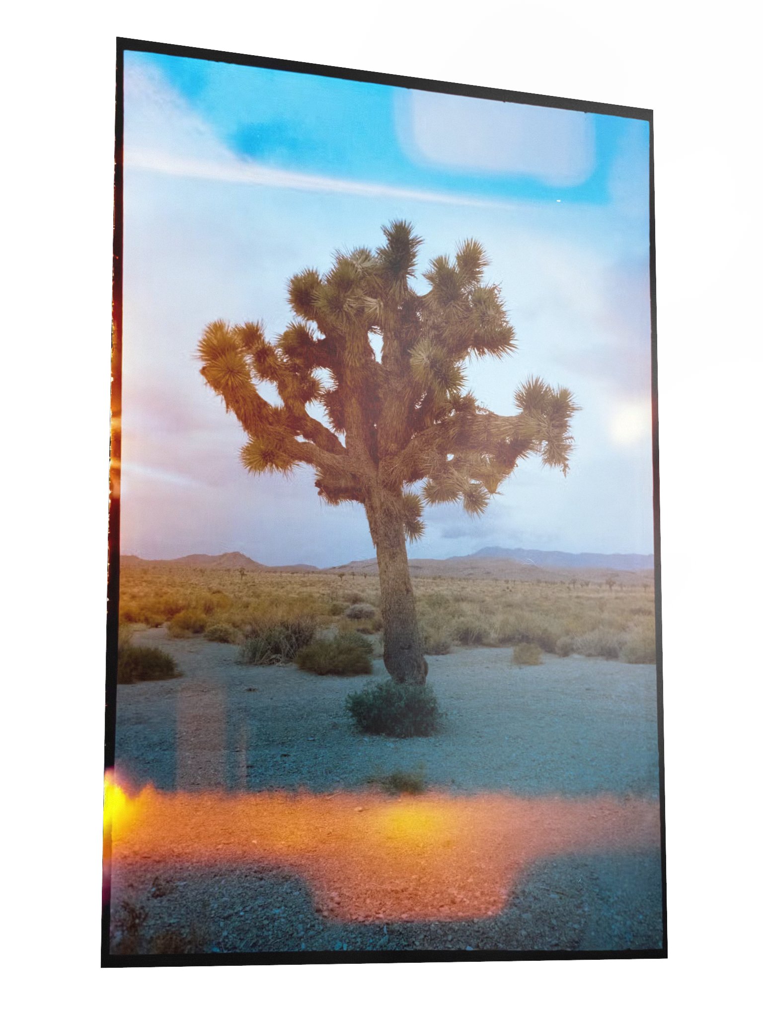 Joshua Tree Print product image (3)