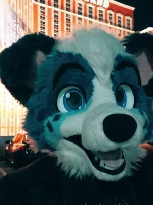 I know I’m late but here’s the video from when we went public suiting in Las Vegas! #furry #furryfandom #littlealphapup #publicsuiting #lasvegas @LavaTheW0lf 🔜 FWA @rorschach.fox🔜FWA @SumDingoFL @meganecristal 