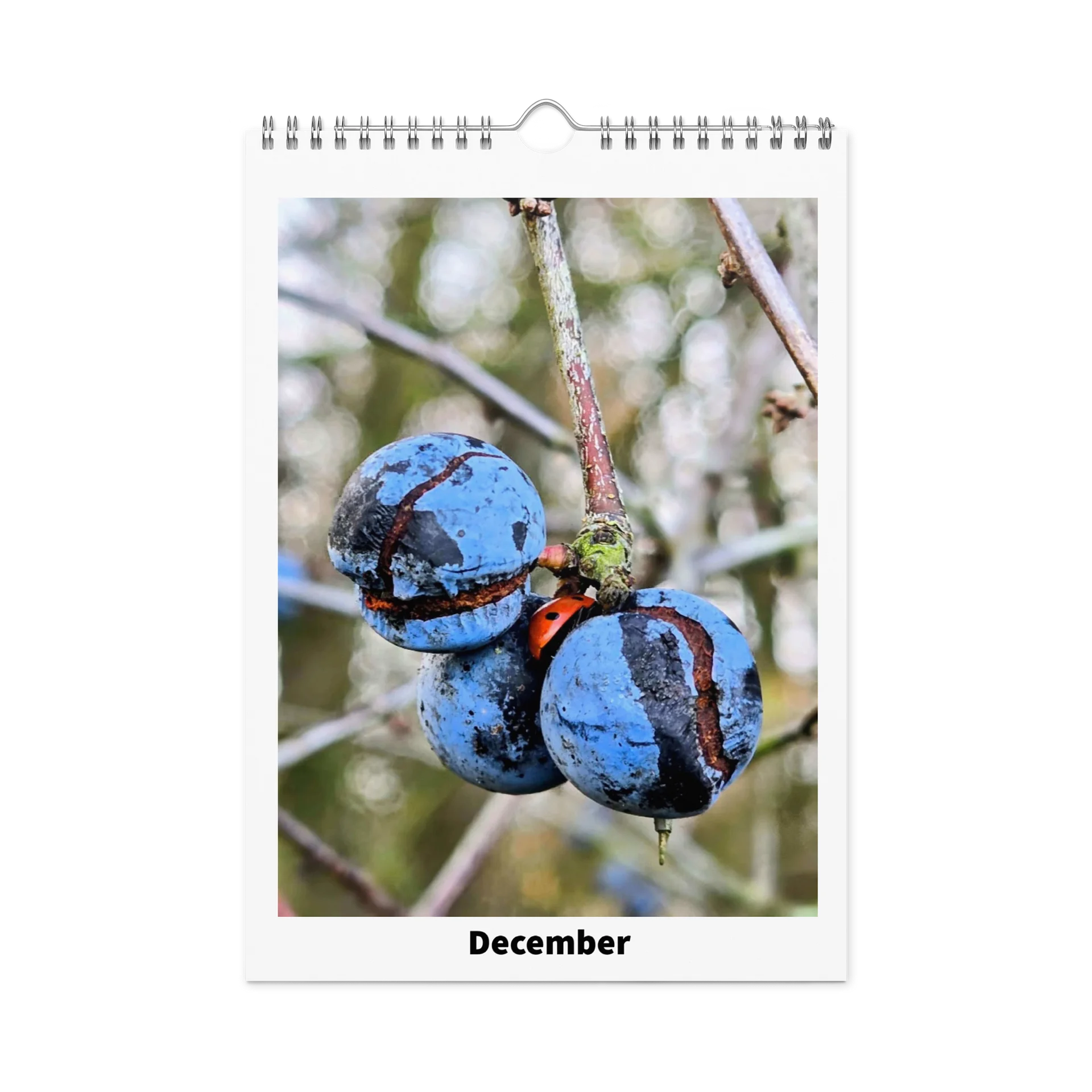 Ian's Insect Calendar product image (4)